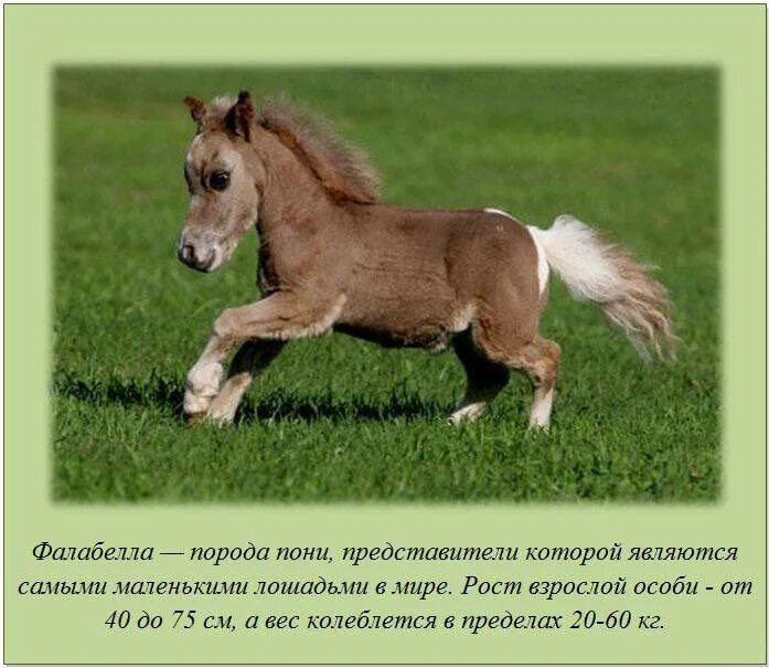 Маленькая лошадка склонение. Интересное про лошадей. Самое интересное о... лошадях. Необычные факты о лошадях. Факты о лошадях для детей.