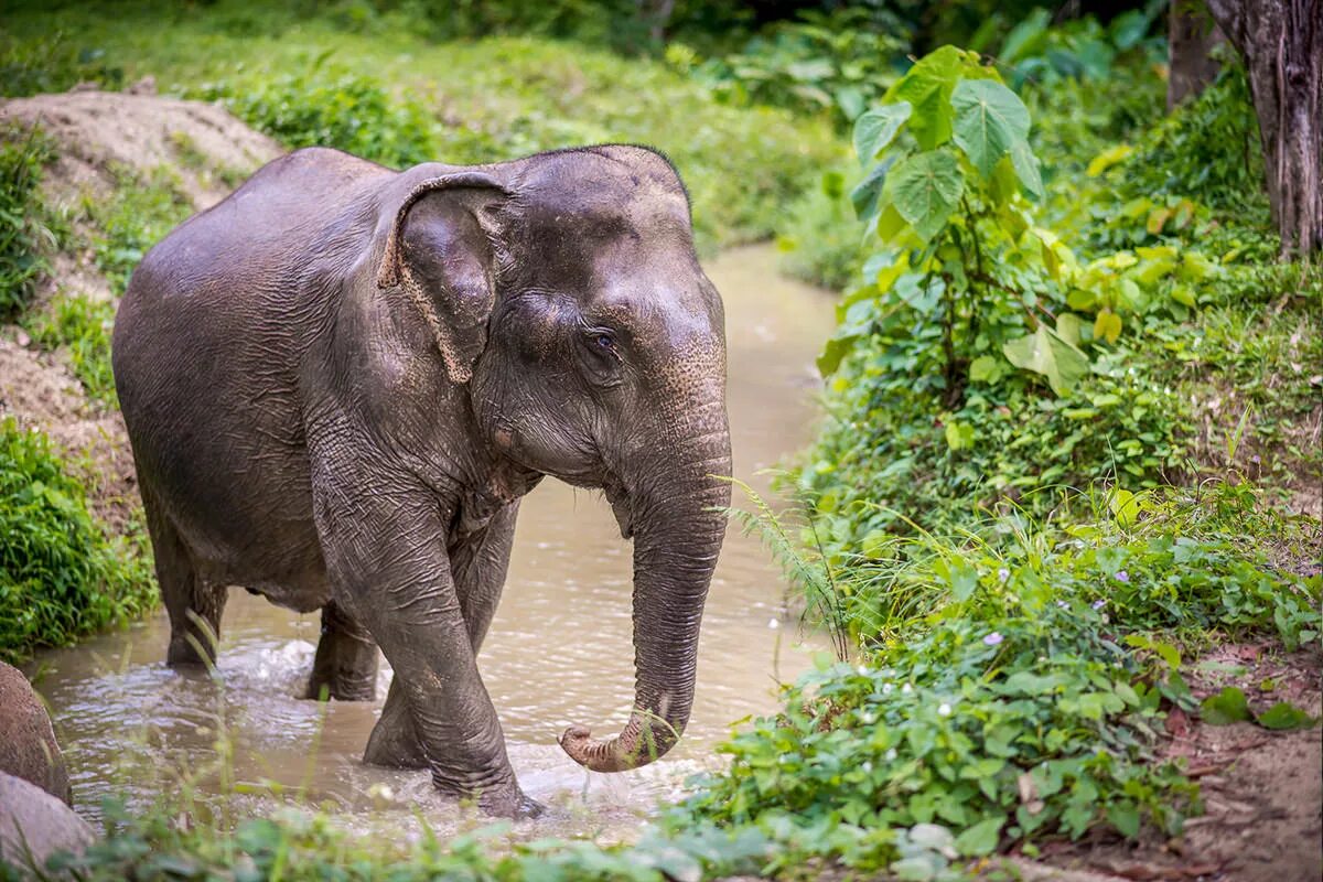 Elephant sanctuary park. Белый слон Тайланд. Слоники Тайланд. Тайланд слоны. Животные Тайланда.