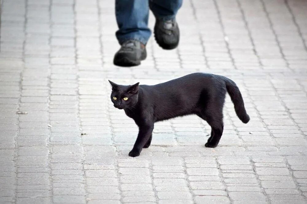 Снять черную кошку