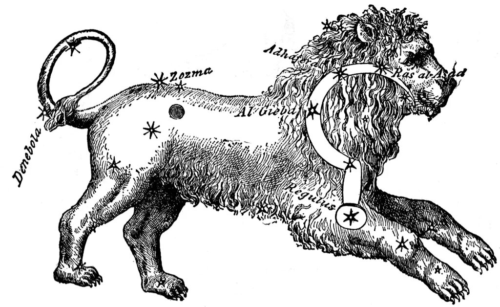 Нисходящий лев. Созвездие Льва. Созвездие Льва рисунок. Созвездие Льва эскиз. Созвездие Льва раскраска.