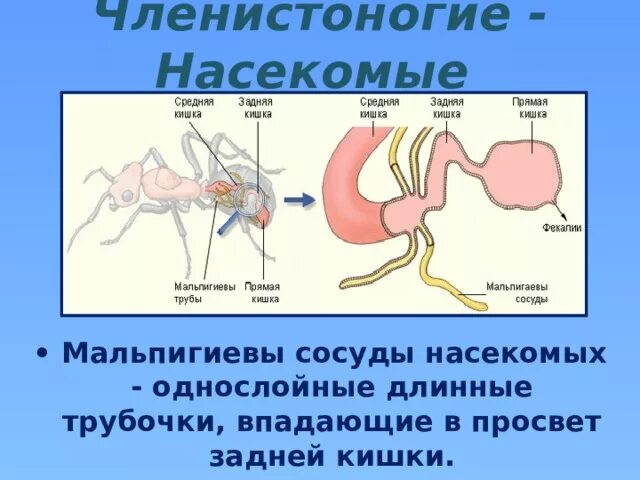 Какой класс имеет мальпигиевы сосуды. Мальпигиевы сосуды у майского жука. Органы выделения мальпигиевы сосуды. Выделительная система представлена мальпигиевыми сосудами. Мальпигиевы железы.