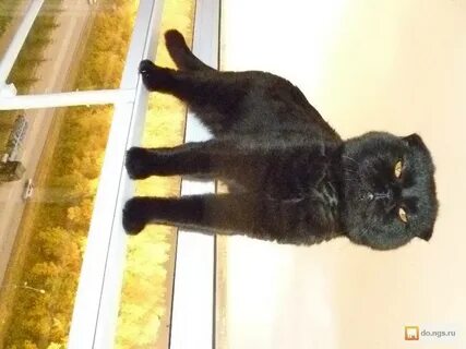 Кастрированные коты живут
