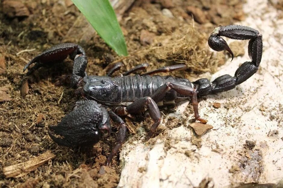 Heterometrus swammerdami Скорпион. Pandinus Imperator. Гетерометрус спинифер укус. Тропический Императорский Скорпион.