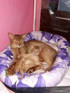 Котята йошкар ола