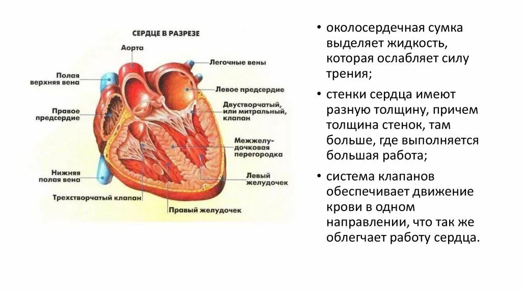 Функции предсердий и желудочков