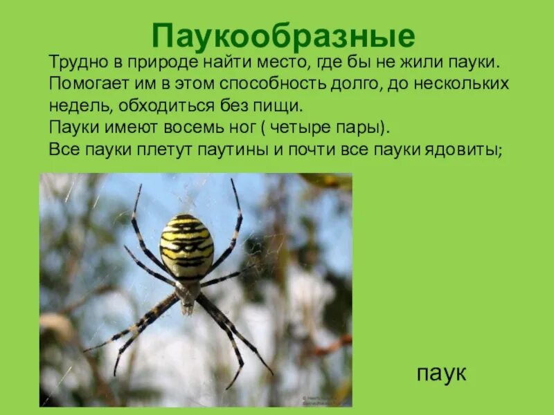 Сообщение о паукообразных 3 класс окружающий мир. Сообщение по окружающему миру 3 класс на тему паукообразные. пауки презентация 3 класс окружающий мир. паукообразные имеют. паукообразные презентация 3 класс.