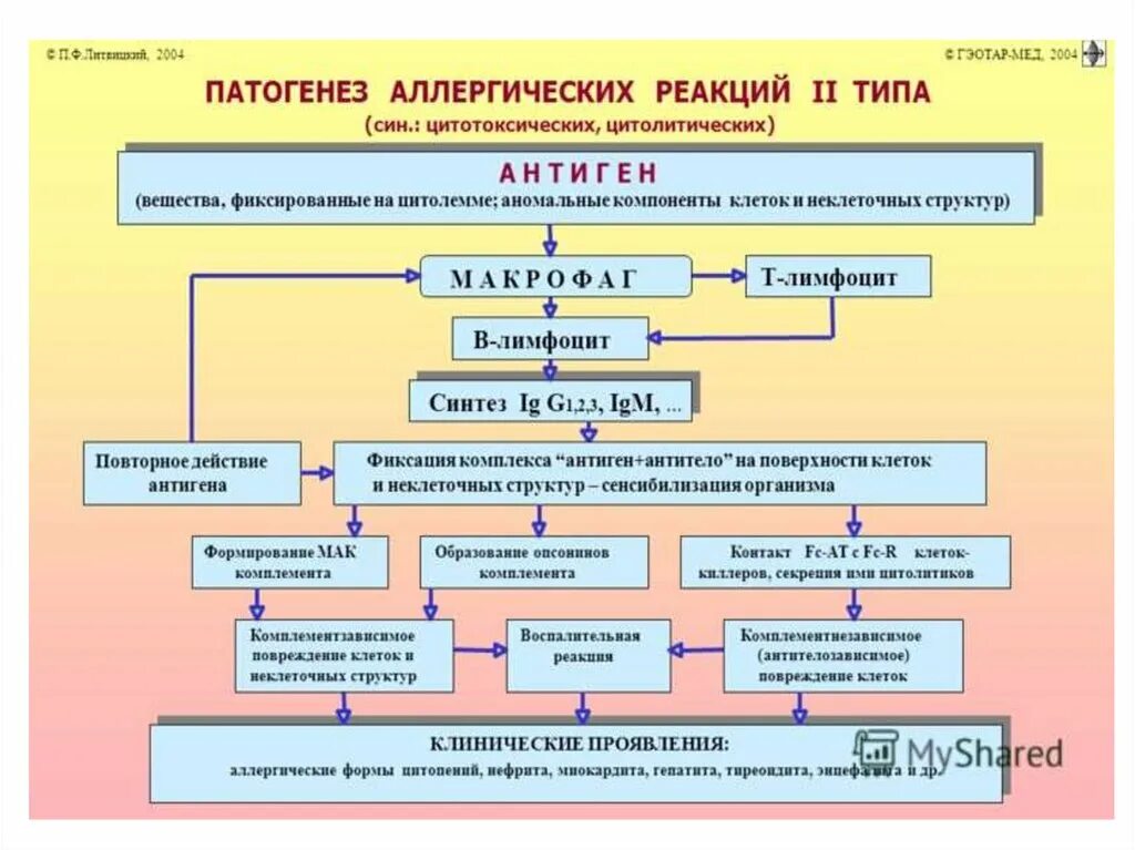 Признаки патогенеза. Механизм развития аллергической реакции цитотоксического типа. Общий патогенез аллергических реакций немедленного типа. Механизмы развития аллергических реакций по стадиям. Цитотоксический Тип аллергической реакции патогенез.