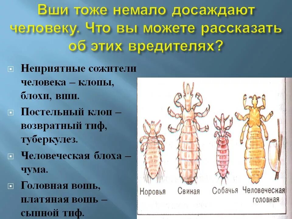 Вши текст