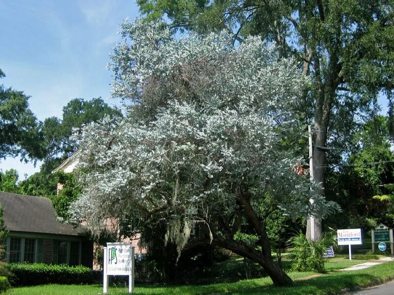 Дерево Eucalyptus cinerea. Эвкалипт серебристый цинерия. Эвкалипт в Лос Анджелесе. Эвкалипт Silver Dollar. Эвкалипт пепельный