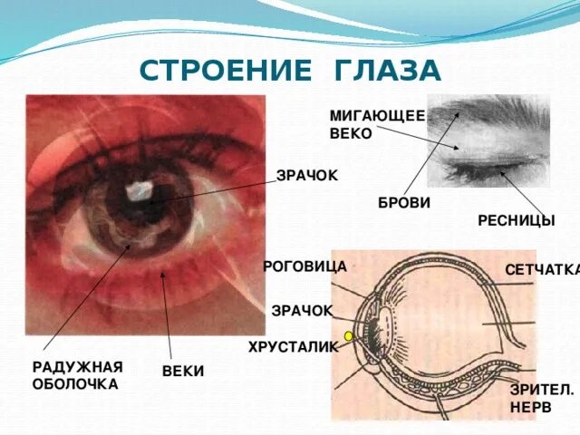 Слизистая оболочка век. Строение глаза веко. Строение века глаза.