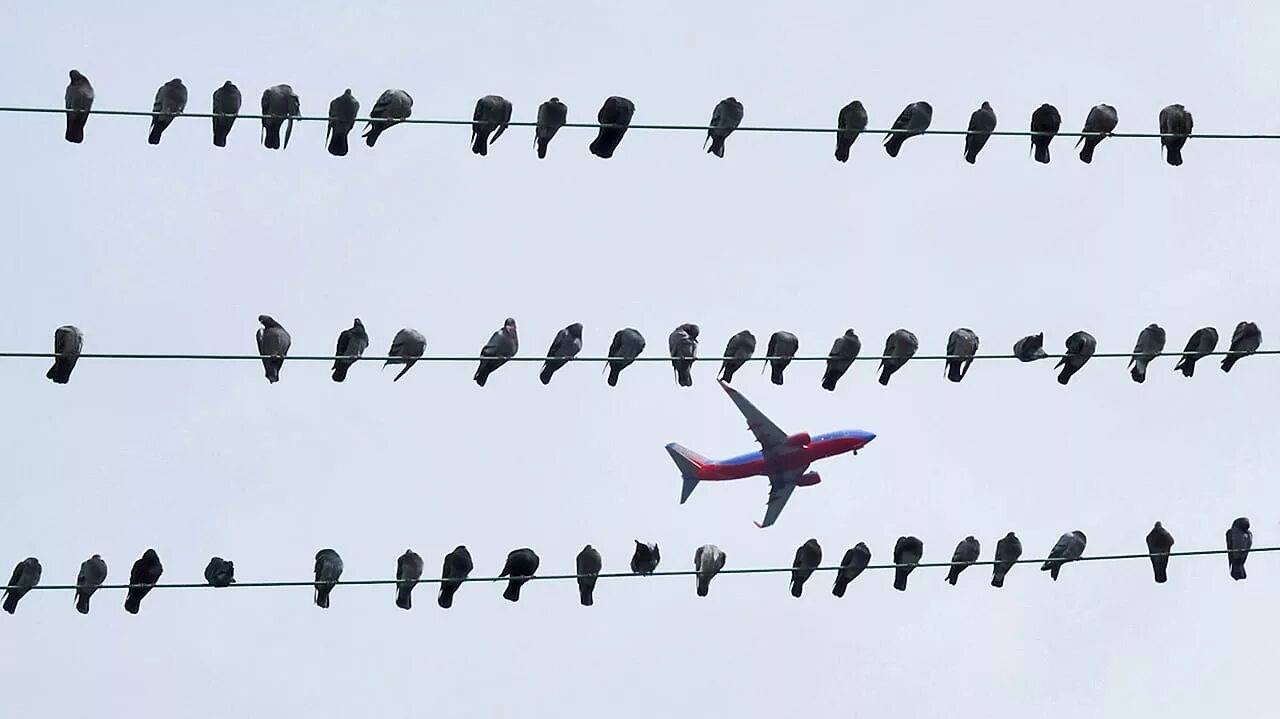 Это птица это самолет. Стая птиц. Стая самолетов. Птицы на аэродроме.