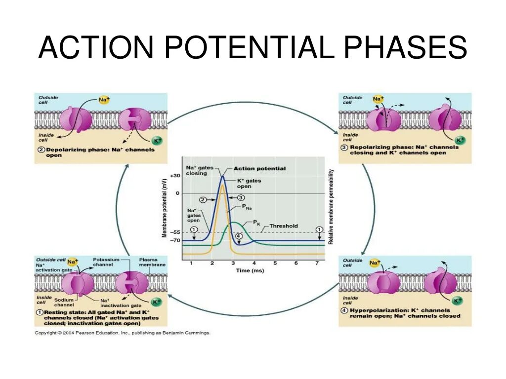 Action between. Phases of action potential. потенциал действия нейрофизиология. потенциал действия рефлексии. action potential scheme.