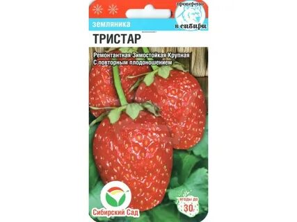 Клубника тристар