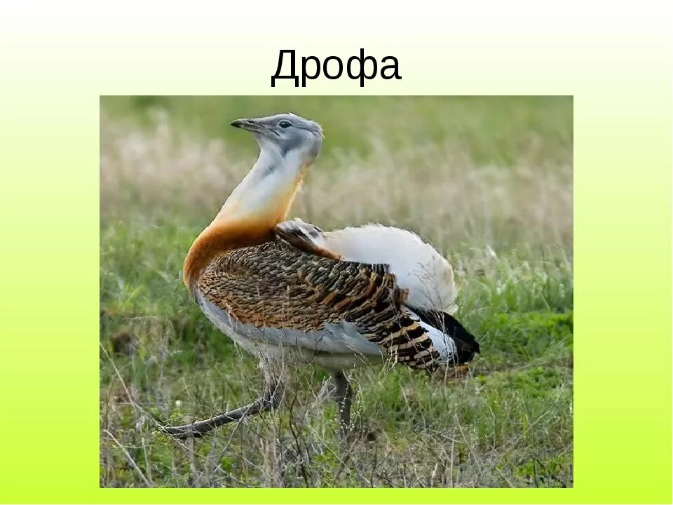 Степные животные сообщение 4 класс. Животные зоны степей 4 класс. животный мир степной зоны 4 класс. обитатели зоны степей 4 класс. животные зоны степей 4 класс окружающий мир.