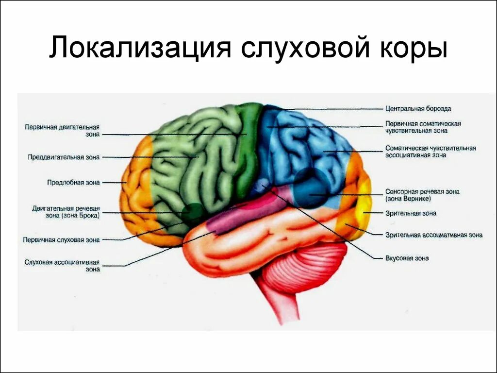 Зоны восприятия мозга. Корковый отдел слухового анализатора расположен. Части слухового анализатора расположены в доле мозга. Локализация коркового центра слухового анализатора. Зона слуха в головном мозге.