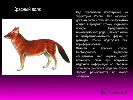 Красный волк из красной книги доклад 2