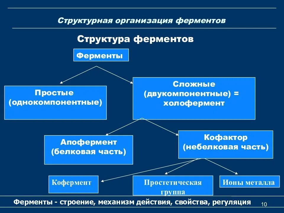 Активная группа фермента. Уровни организации структуры ферментов. Структурно-функциональная организация ферментов. Строение простых ферментов биохимия. Ферменты и их молекулярная организация.