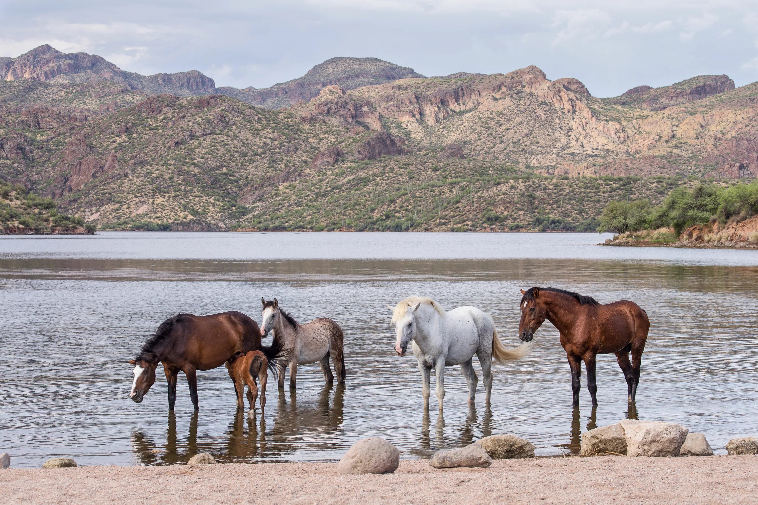 Wild horse islands the hunt. Лошади в Австралии. Австралийская Дикая лошадь. Дикие лошади Австралии. Дикие лошади Брамби.