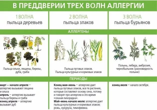 Когда можно давать траву. Луговые травы аллергены список. Растения вызывающие аллергию в июле. Злаковые травы аллергены. Сорные травы аллергены.