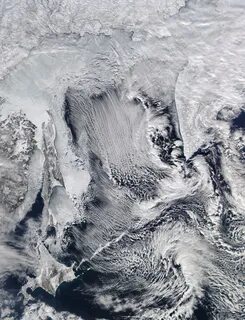 The sea ice