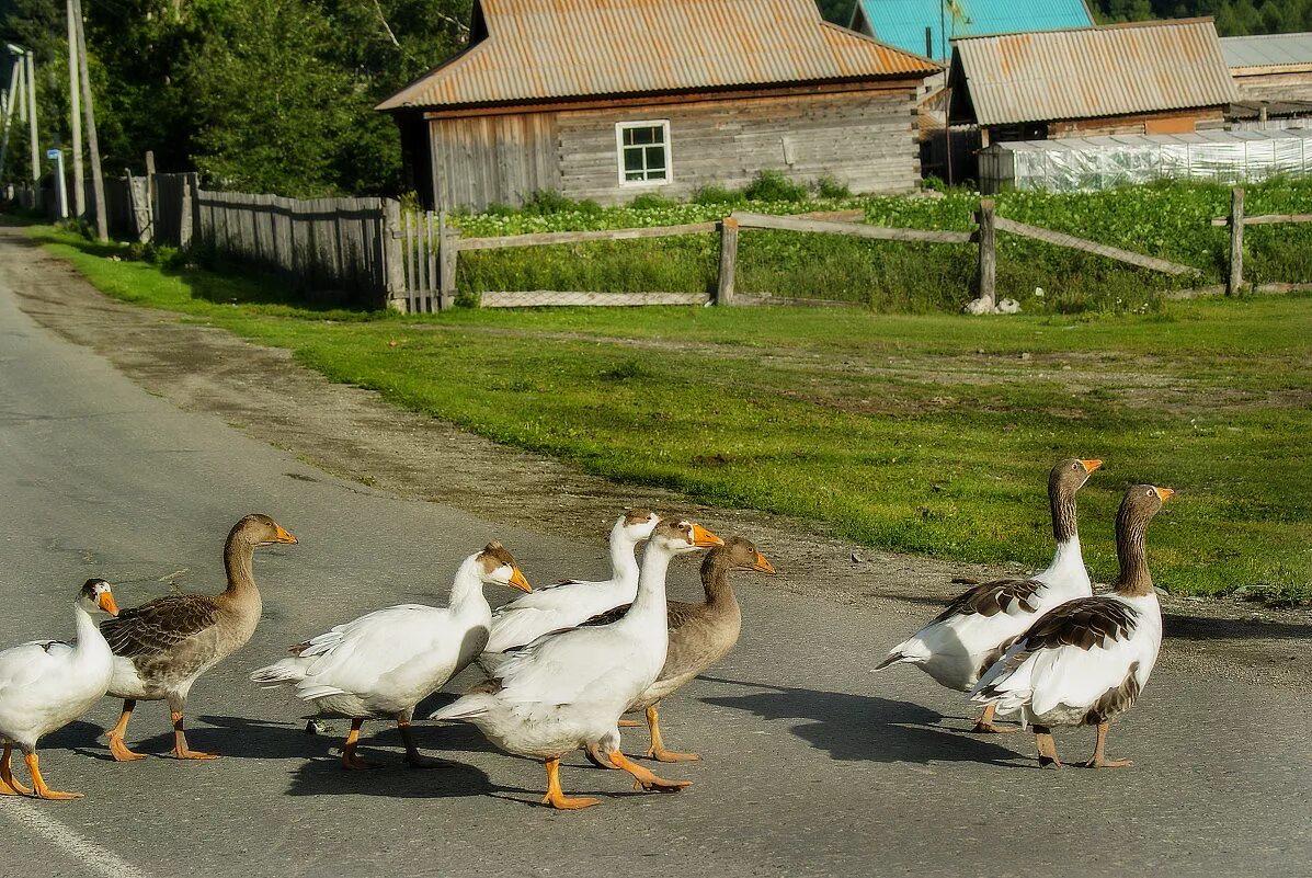 Старенький деревенский дом. Белорусская художница татьяна черных. Улица в деревне. Сарай в селе. Деревня снится мне деревня.