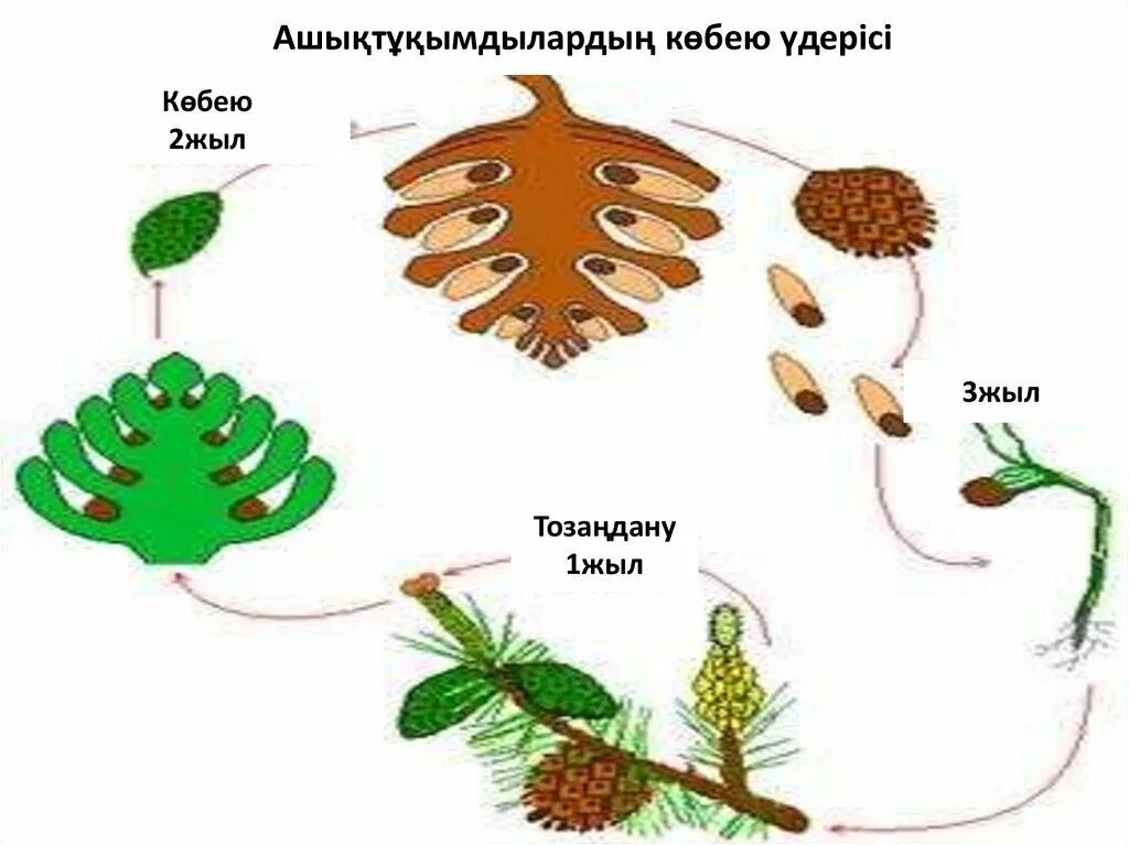 Половое размножение хвойных. Размножение голосеменных растений схема. Схема размножения голосеменных растений 6. Схема размножения голосеменных растений 7. Рисунок размножение голосеменных растений.