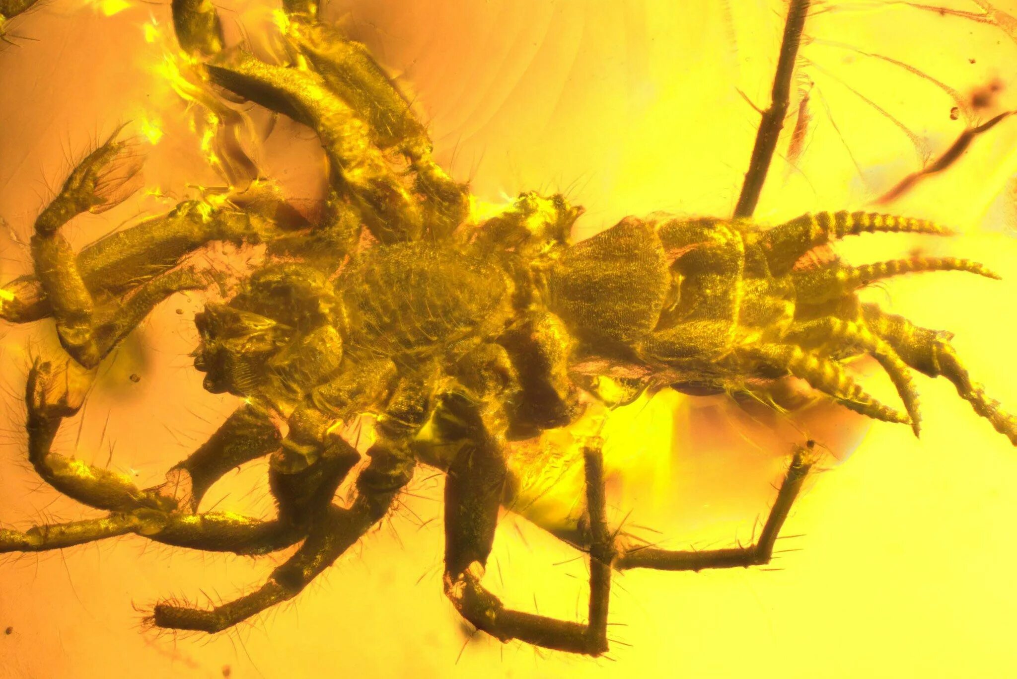 Древний хвостатый паук в янтаре. Полускорпион полупаук. Арахнид паук-Скорпион. Доисторические Арахниды. Предки паукообразных