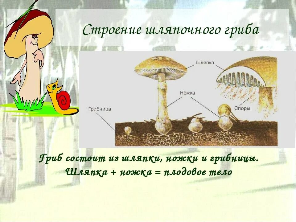 Оборудование для исследования строения опенка