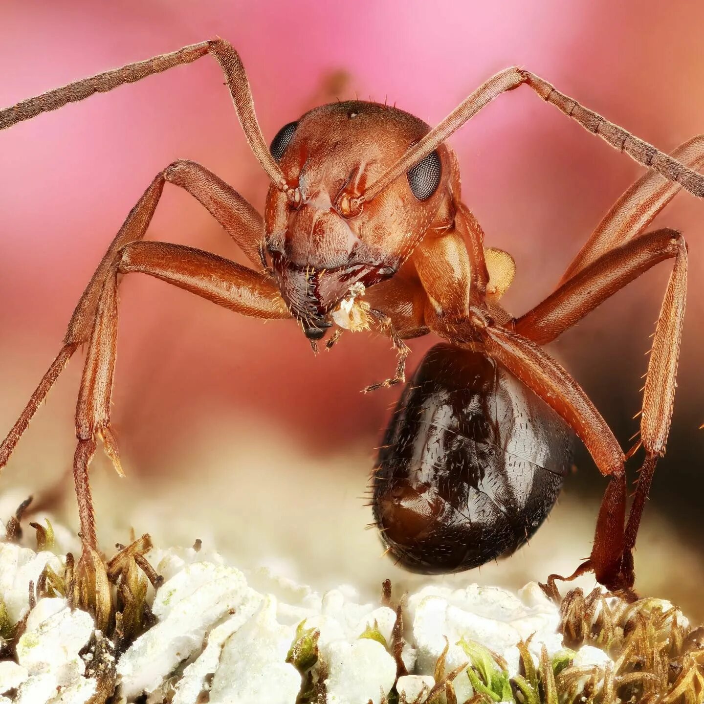 Азиатский муравей-портной. Красный муравей тропиков 5. Wasmannia auropunctata. Красный муравей тропиков 5. Взрывчатый муравей.