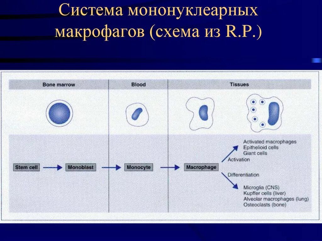 Система макрофагов. Система мононуклеарных. Система мононуклеарных макрофагов. Макрофаг схема. Схема мононуклеарной макрофагической системы..