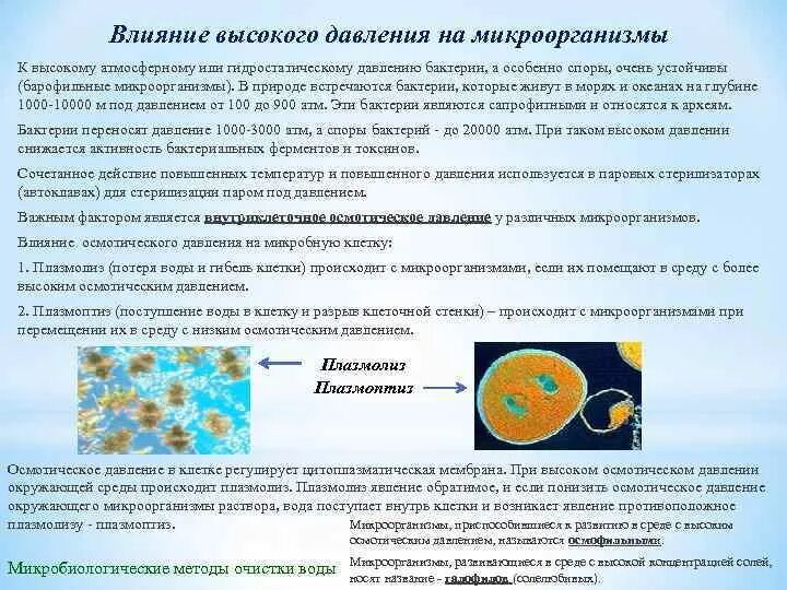 Влияние давления на микроорганизмы. Влияние осмотического давления на микроорганизмы. механизм действия осмотического давления на микроорганизмы. значение осмотического давления для бактерий.. влияние давления на жизнедеятельность микроорганизмов.
