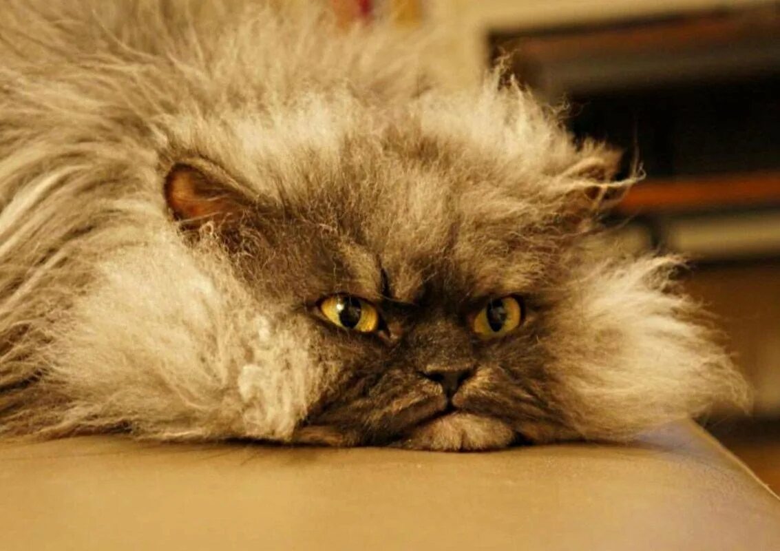 Кот полковник мяу порода. Персидская шиншилла вилфред. Самые популярные котики. Персидская сибирская длинношерстная. Полковник мяу порода.