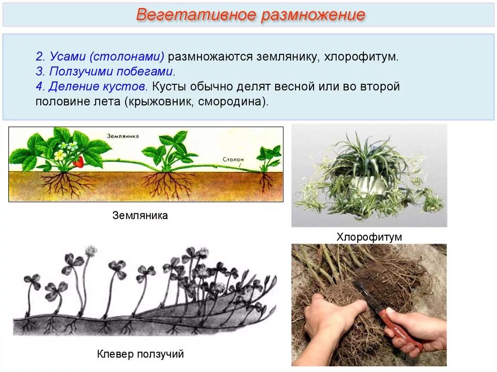 Вегетативное размножение земляники. Бесполое размножение усами. Вегетативное размножение делением куста. Вегетативное размножение растений делением куста. Вегетативное размножение последовательность действий