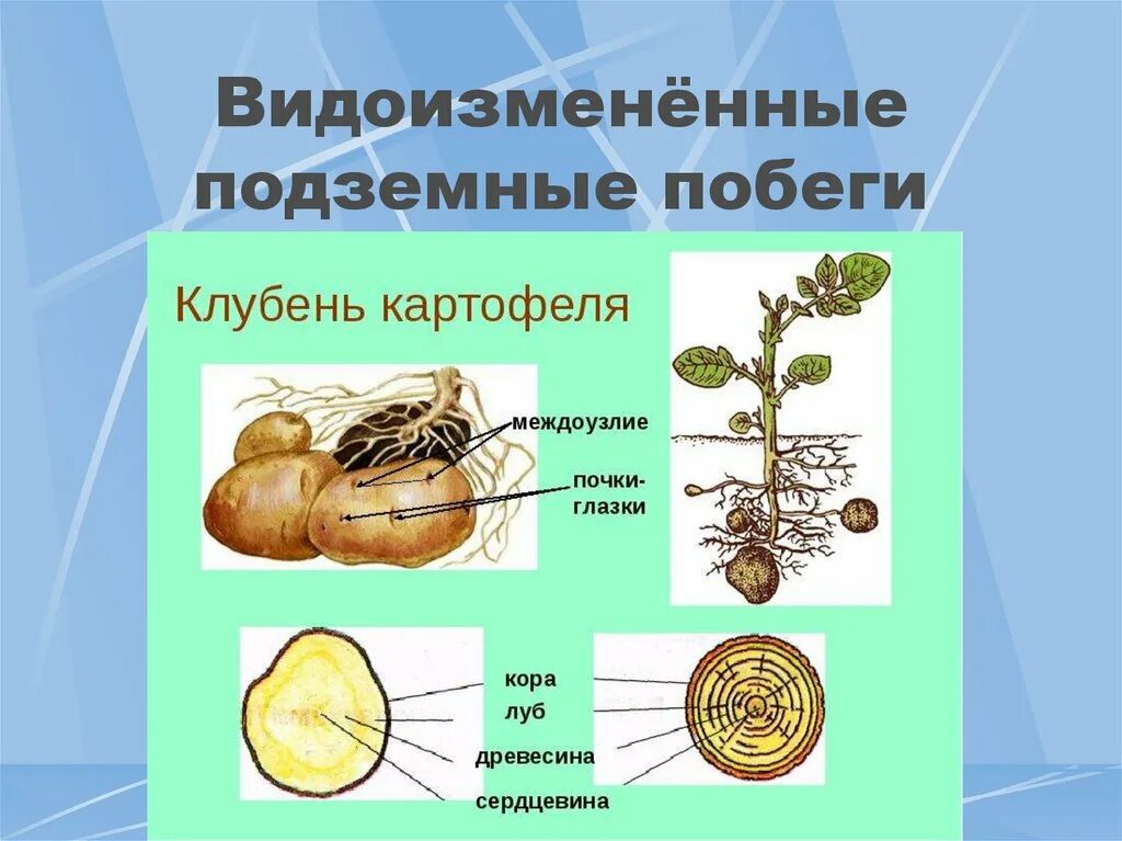 Какого расположение глазок на клубне Какое вещество запасается в стебле картофеля: найдено 89 картинок