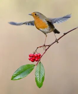 Dancing birds