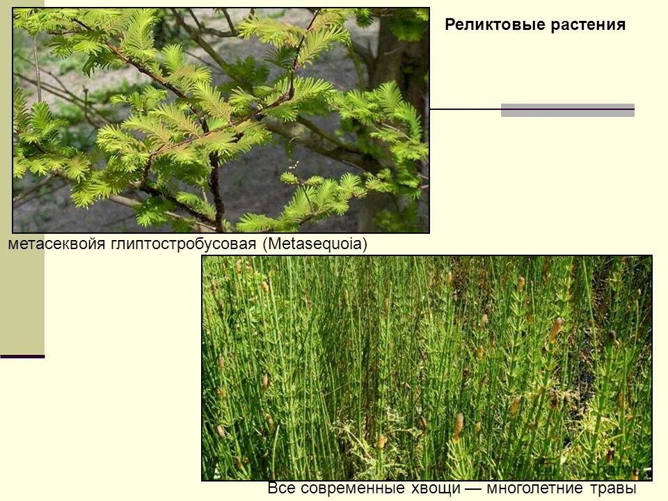 Какие растения называют реликтовыми примеры. Какие растения называют реликтовыми примеры. Какие растения называют реликтовыми примеры. Реликтовые растения краснодарского края. Реликтовые растения.