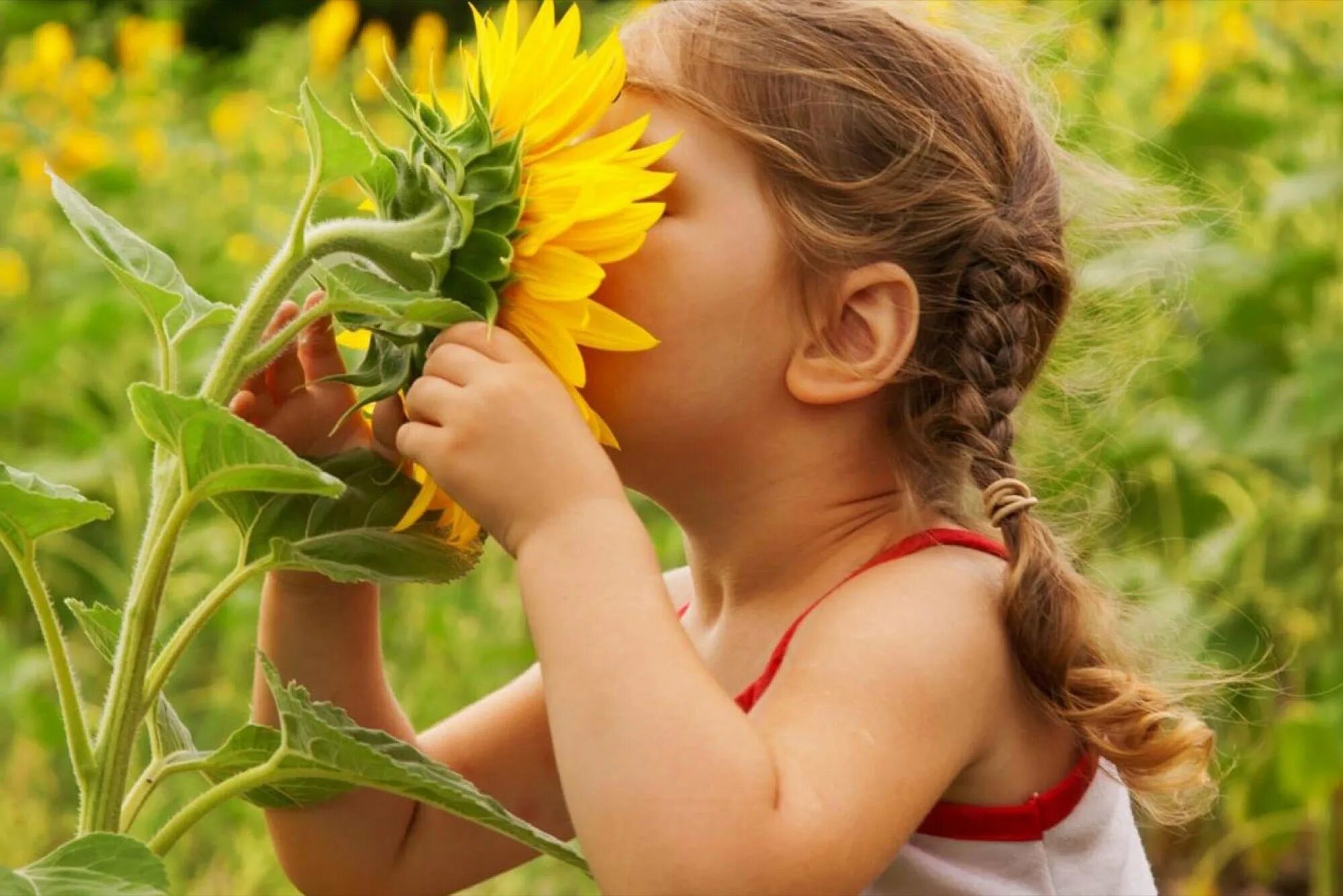 Обоняние детей. Дети и природа. Лето дети природа. Цветы для детей. Дети с цветами.