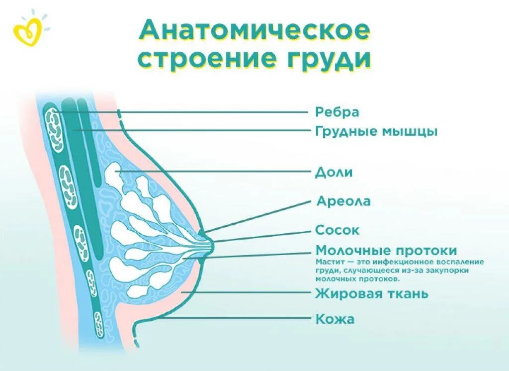 Лактостаз форум
