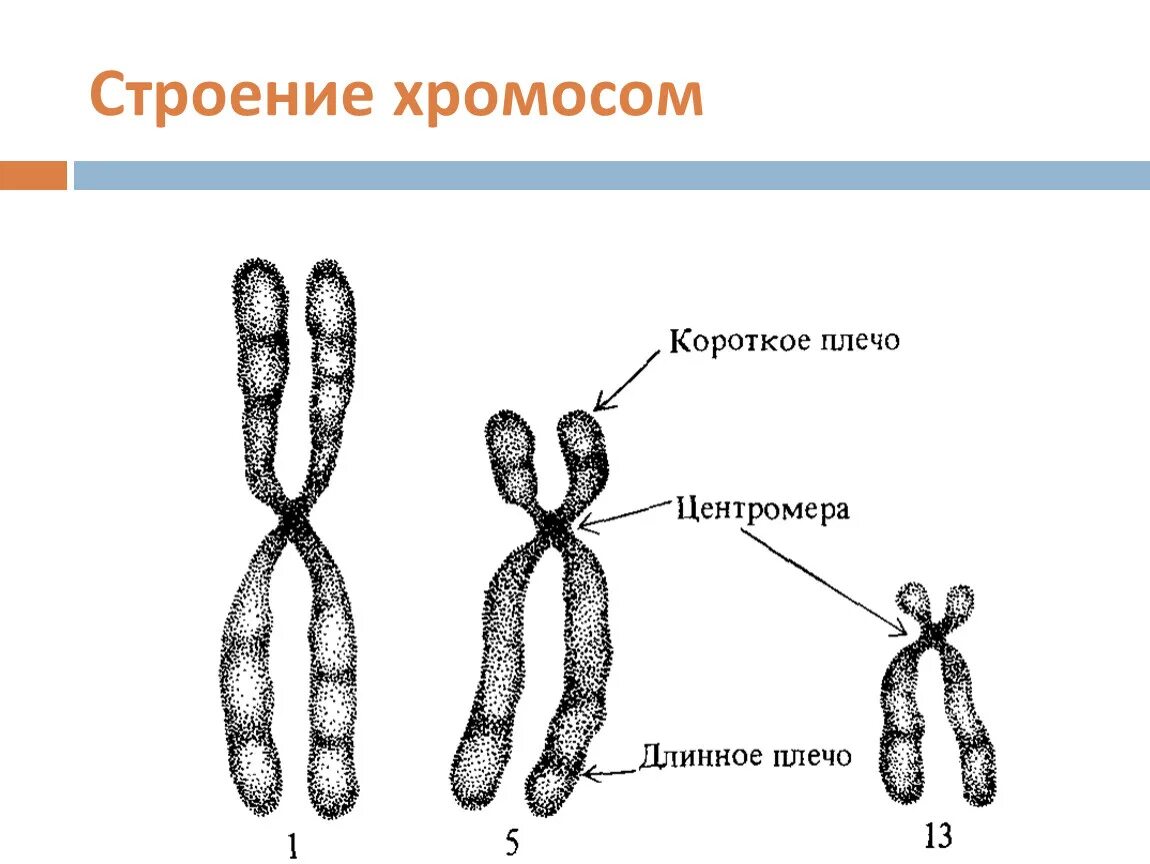 Строение хромосомы и ее части. Структура хромосомы схема. Схема строения хромосомы. Строение хромосомы схема с подписями. Хромосомные удвоение участка хромосомы