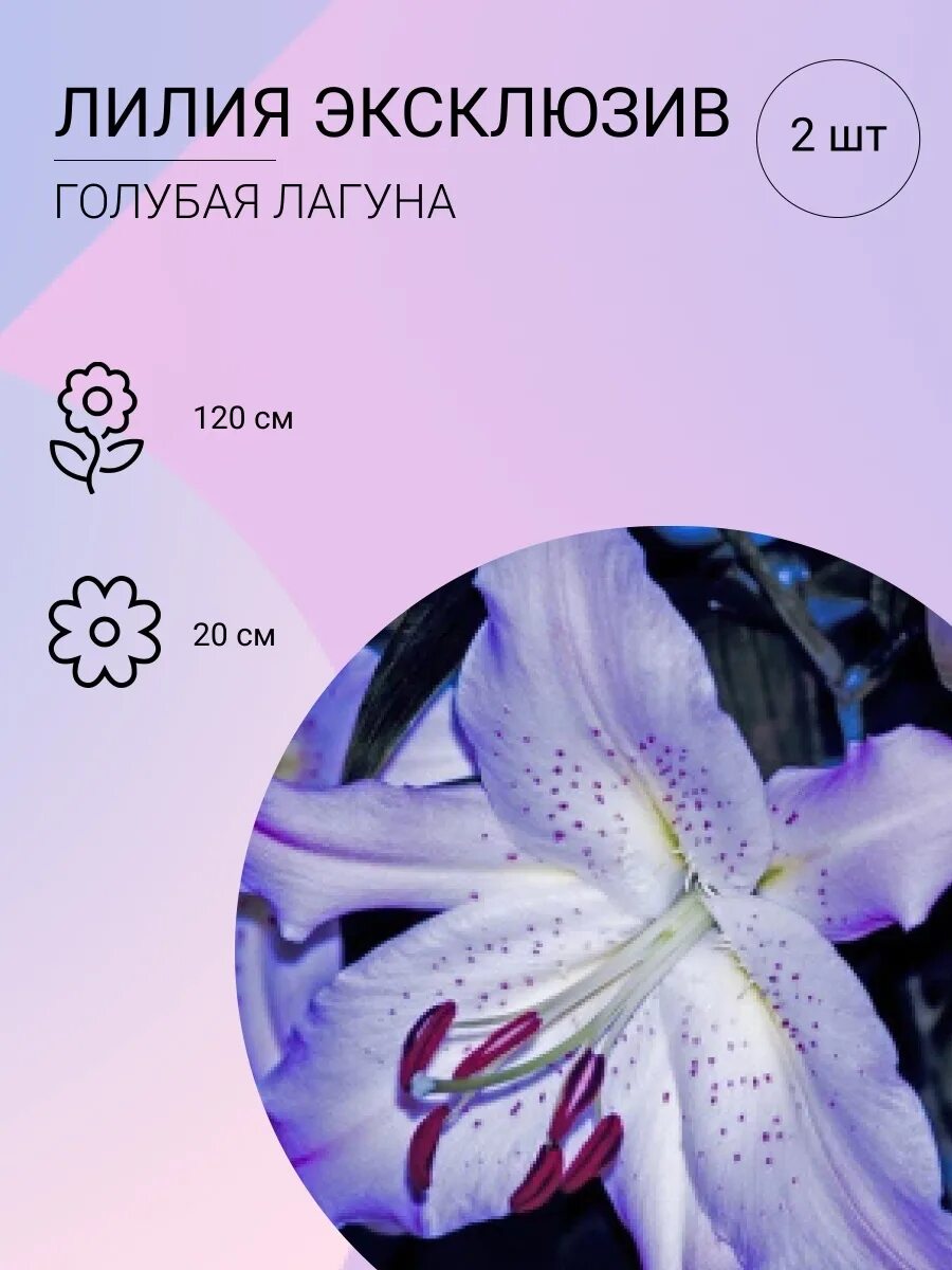 Лилия голубая лагуна фото и описание