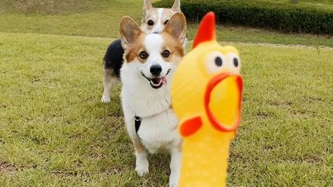 Chicken dog