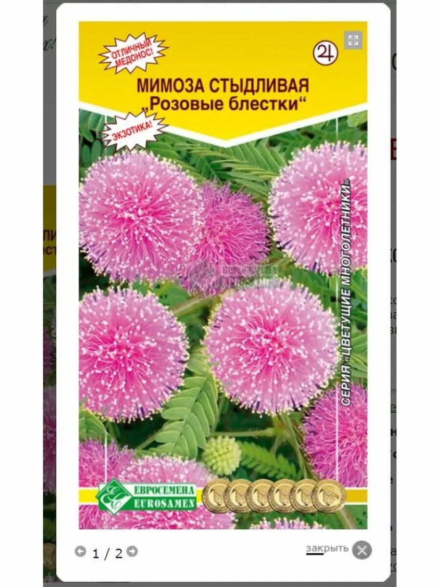 Мимоза стыдливая розовые блестки. Стыдливая Мимоза семена Азоне набор. Мимоза стыдливая розовые блестки фото. Мама семена Розова. Семена мимозы купить