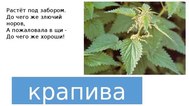 Крапива какое слово. Словарное слово крапива. Карточки крапива для детей. Крапива прикол. Крапива выросла под.