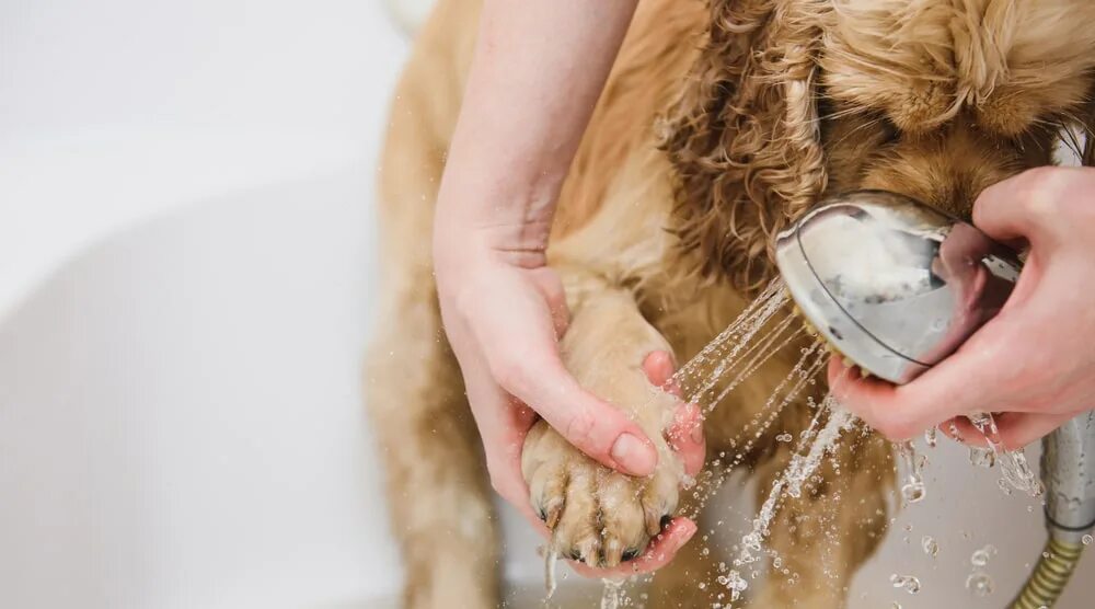 Собака моется. Собака моется. Для мытья лап собакам. Как мыть лапы собаке после прогулки. Мытье собаки.