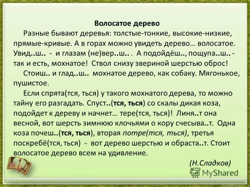 Рассказы про волосатые. Волосатое дерево рассказ. Волосатое дерево диктант. Пересказ загадочных историй по н Сладкову старшая группа.