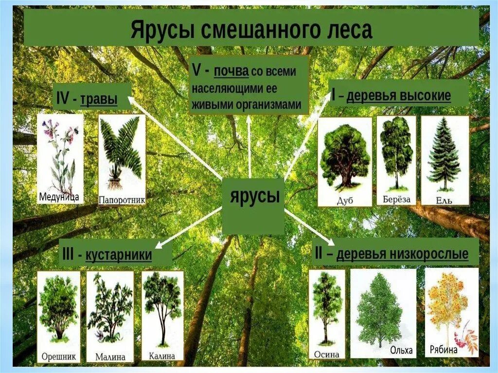 Растительные сообщества видеоурок. Природное сообщество смешанного леса. Леса для презентации. Леса презентация 2 класс. Деревья в смешанных лесах.