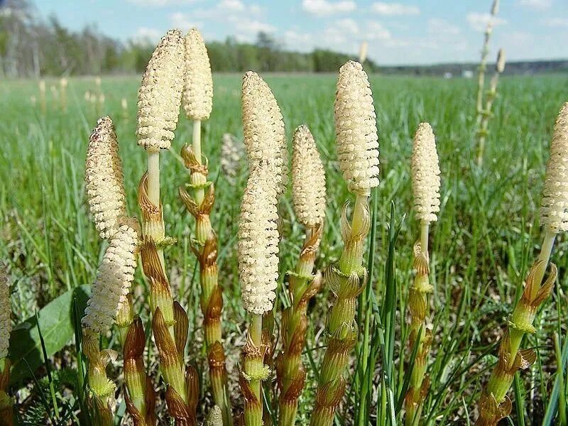 Пестики хвоща полевого. Хвощ полевой (Equisetum arvense). Хвощ полевой Equisetum arvense l.. Хвощ полевой пестики съедобные. Хвощеобразные растения