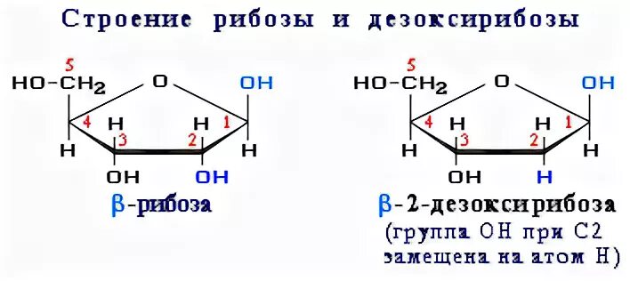 Сколько атомов углерода в молекуле рибозы. Циклические формы рибозы и дезоксирибозы. рибоза и дезоксирибоза нумерация. дезоксирибоза нумерация атомов. рибоза, 2-дезоксирибоза.