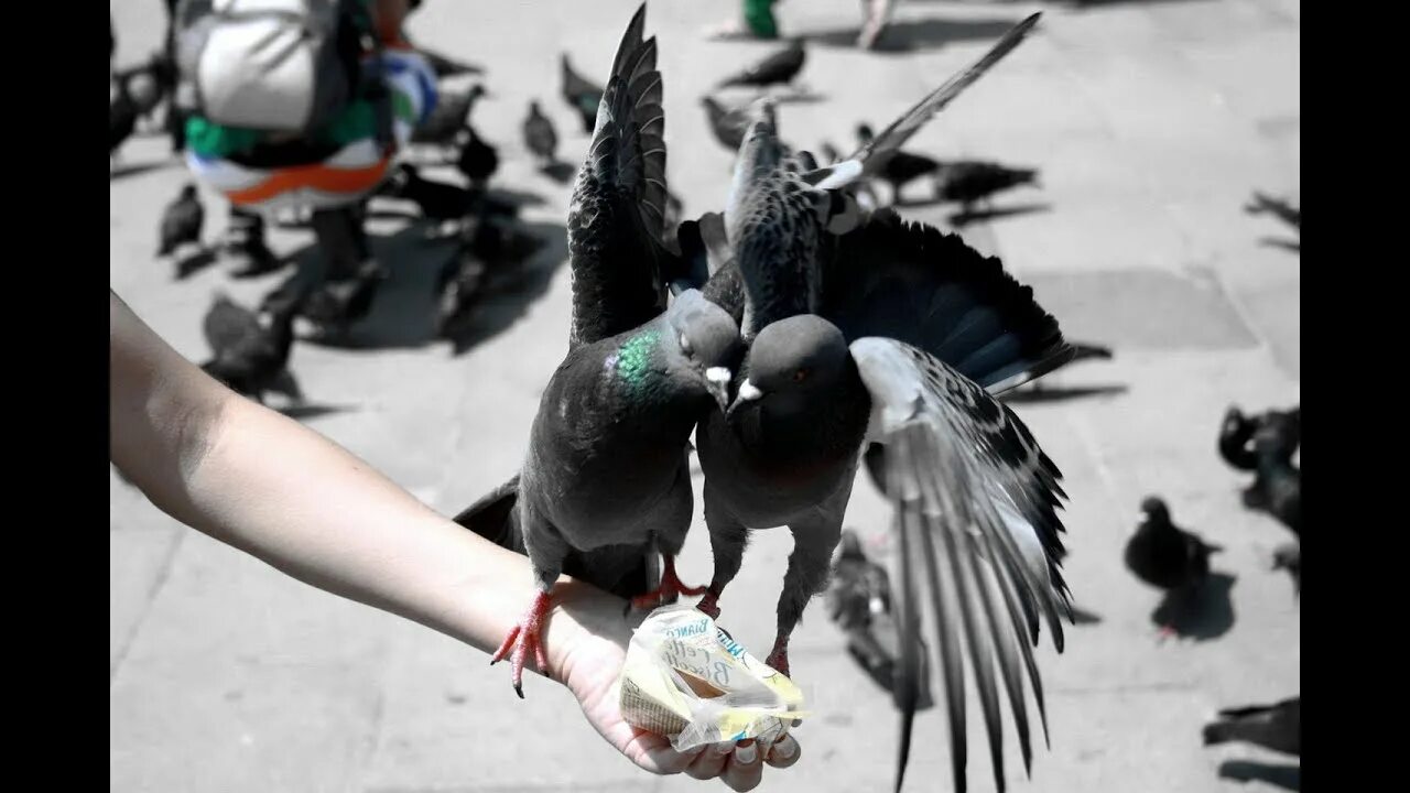 Необычные голуби. Покорми голубей. Кормежка голубей. Голубь в руках.
