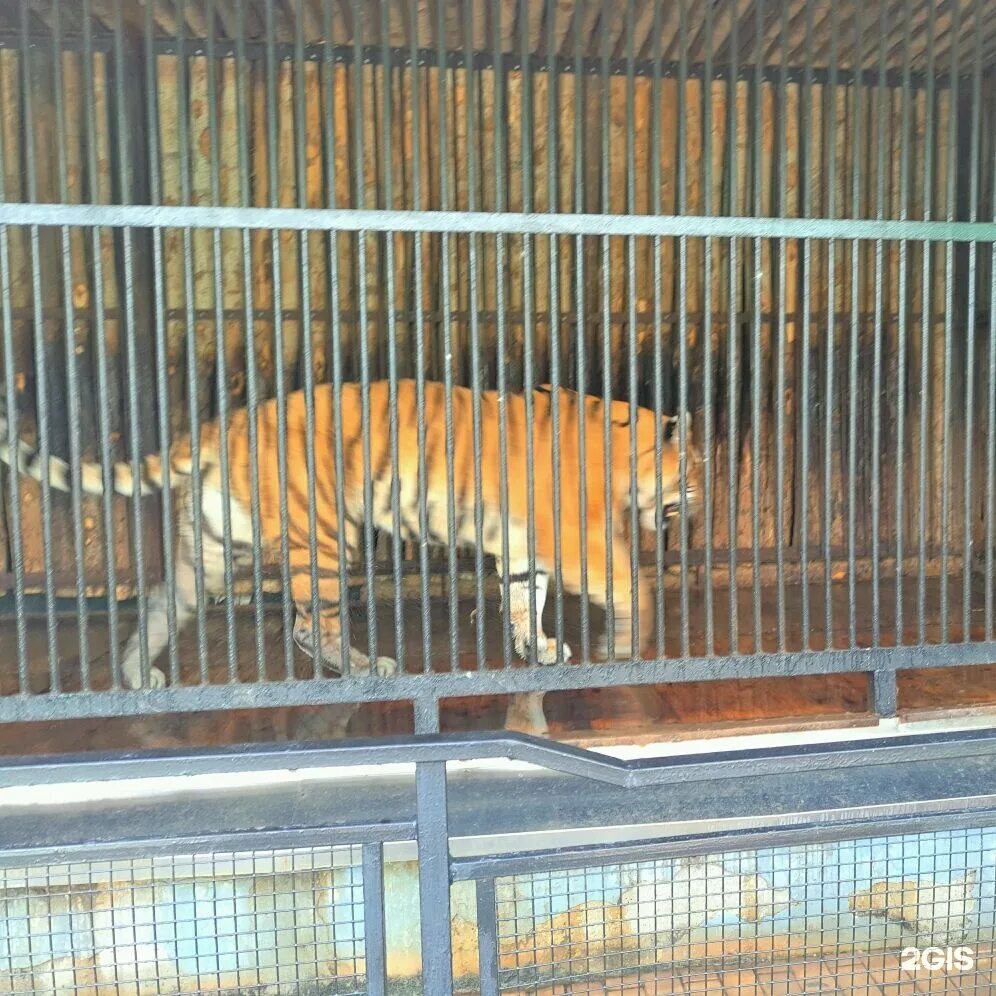 Самарский зоопарк ново садовая ул 146. Самарский Зоологический парк. Самарский зоопарк Самара. Самарский зоопарк Ново Садовая 146. Зоопарк Самара Садовая улица.